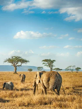 plaines du Serengeti